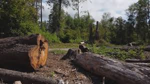 Jellico, TN Tree Removal Company