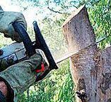 Best Commercial Tree Services  in Jellico, TN