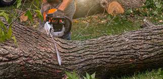 Best Tree Disease Treatment  in Jellico, TN