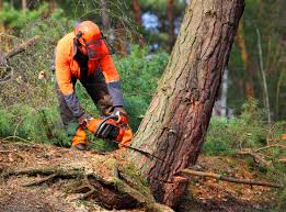Best Tree Mulching  in Jellico, TN