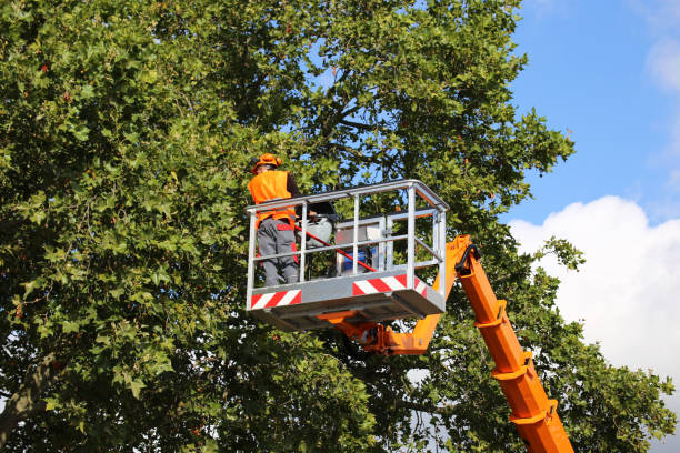 Best Tree Preservation Services  in Jellico, TN