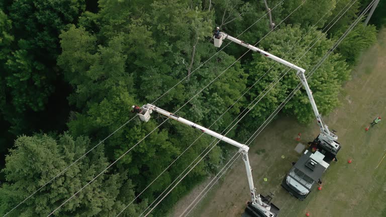 Best Hazardous Tree Removal  in Jellico, TN