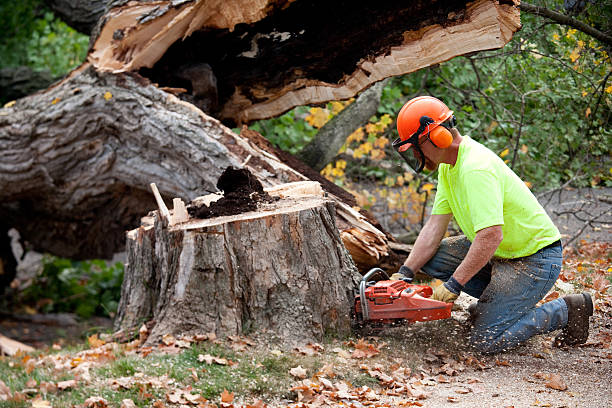 Best Tree Health Inspection  in Jellico, TN
