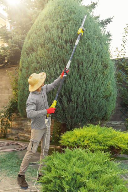 Best Lawn Maintenance Plans  in Jellico, TN