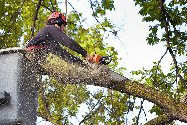 Best Utility Line Clearance  in Jellico, TN