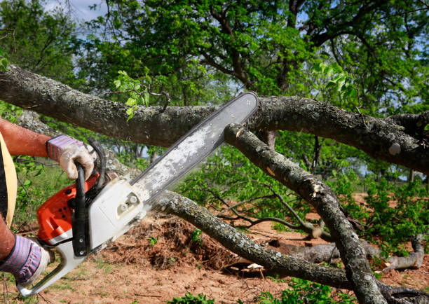 Best Weed Control  in Jellico, TN